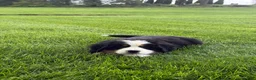 Bernese Mountain Dog dogs for sale: Tulip - Ad 8