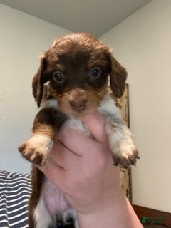 Miniature Dachshund dogs Miniature Dachshund Green - Ad 2