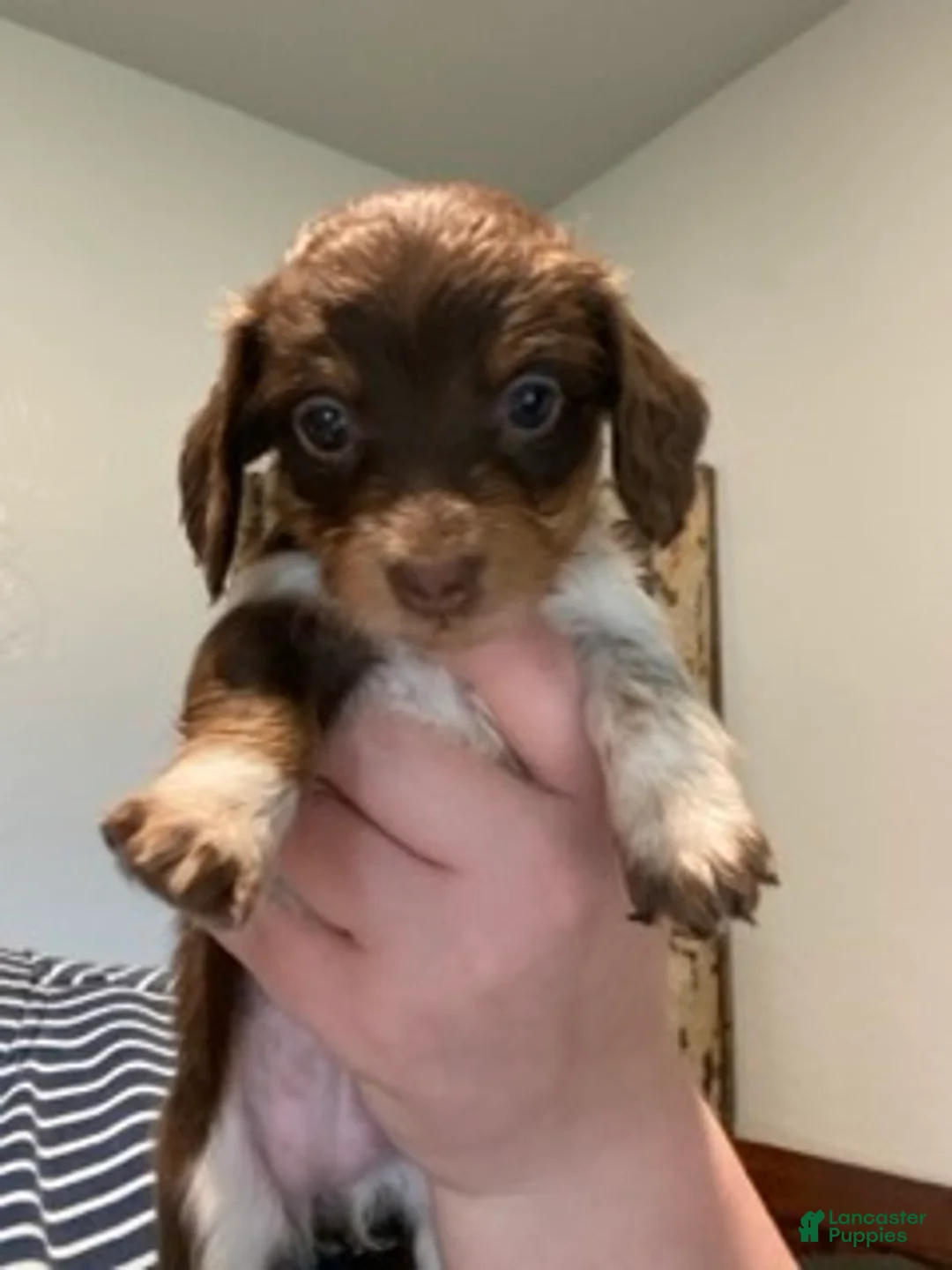 Miniature Dachshund dogs for sale: Miniature Dachshund Green - Ad 2