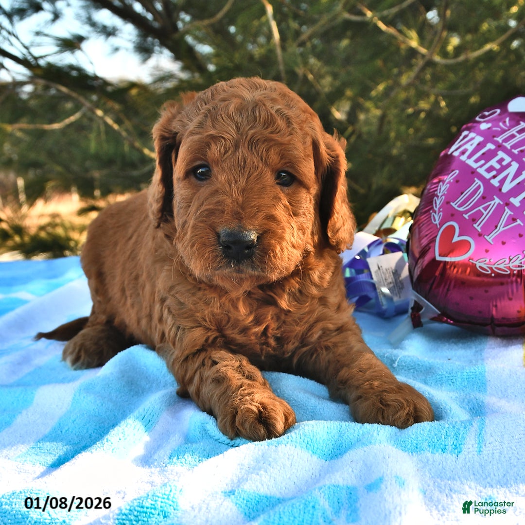 Mini Goldendoodle dogs for sale: Otis - Ad 2