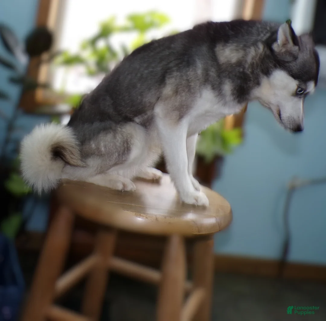 Alaskan Klee Kai dogs for sale: Alaskan Klee Kai Puppy 4 Bernice - Ad 6