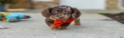 Miniature Dachshund dogs for sale: Benson - Ad 9
