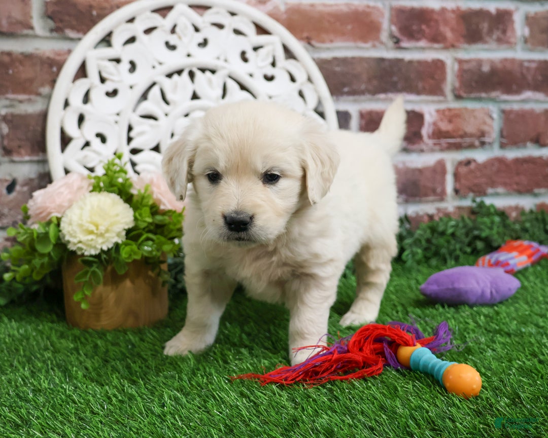 Golden Retriever dogs for sale: Chloe - Ad 6