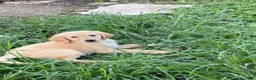 Goldendoodle dogs for sale: Goldendoodle 3 - Ad 38