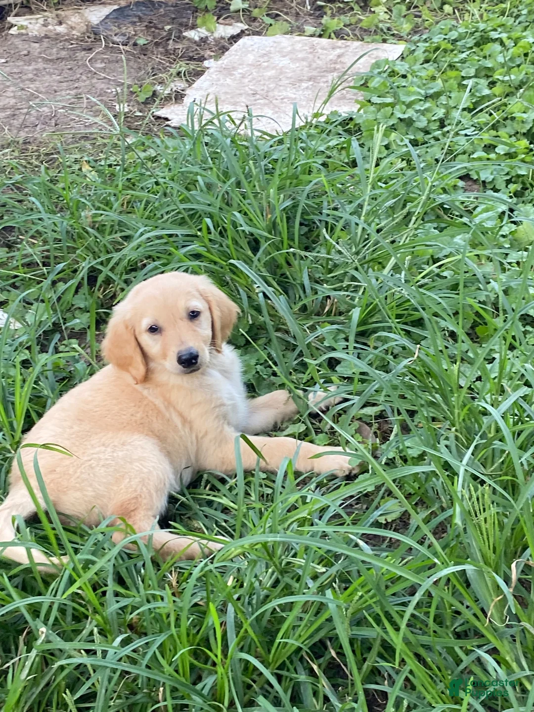 Goldendoodle dogs for sale: Goldendoodle 3 - Ad 38