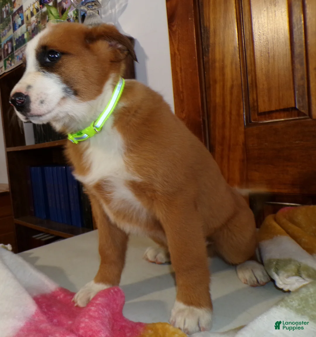 Mixed Breed dogs for sale: Mixed Breed Puppy 7 Prince - Ad 4