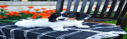 Miniature Dachshund dogs for sale: Dozer - Ad 4