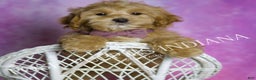 Maltipoo dogs for sale: Chuckie - Ad 1