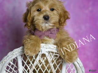 Maltipoo dogs Chuckie - Ad 34