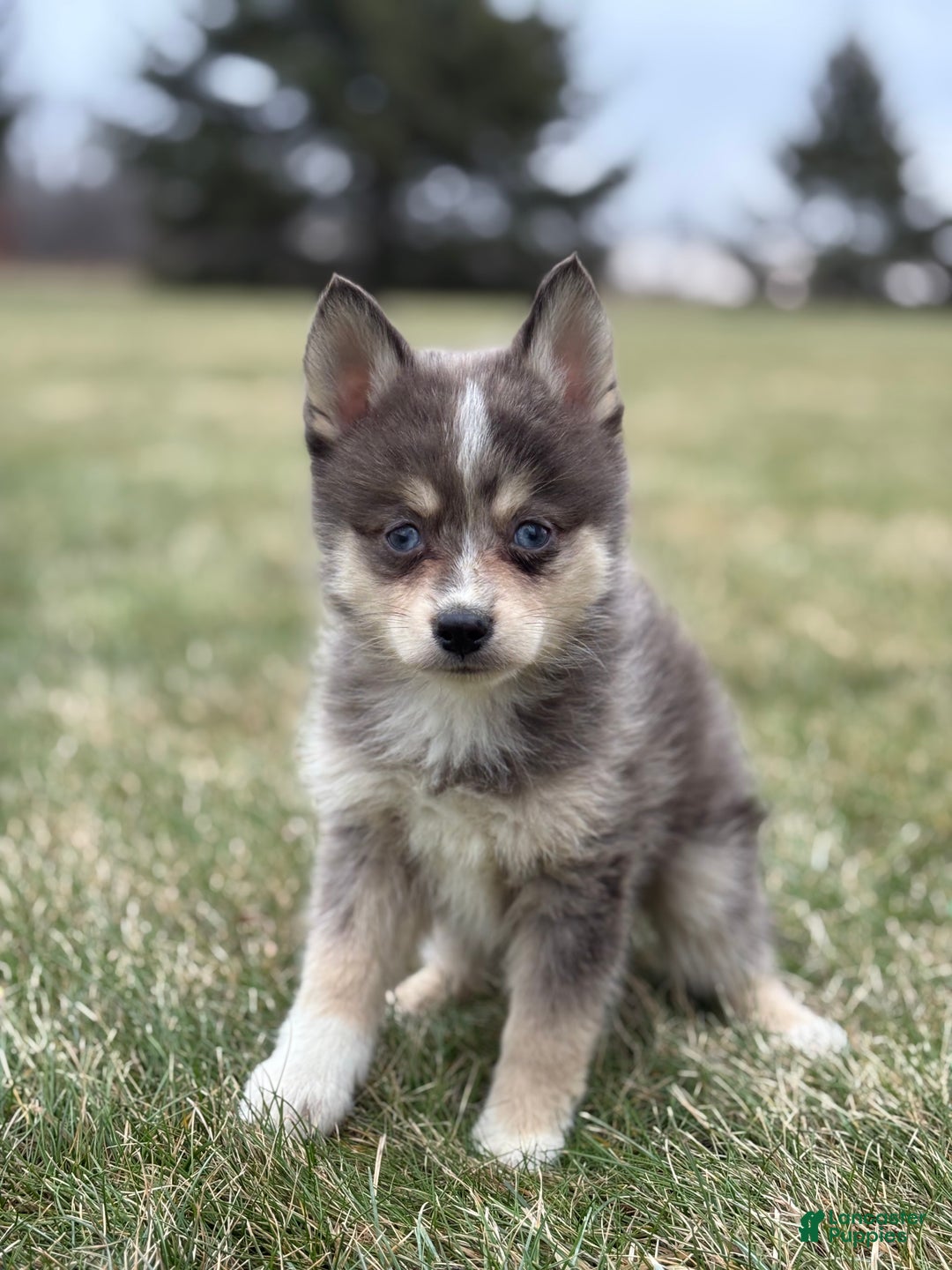 Pomsky dogs for sale: Theo - Ad 3