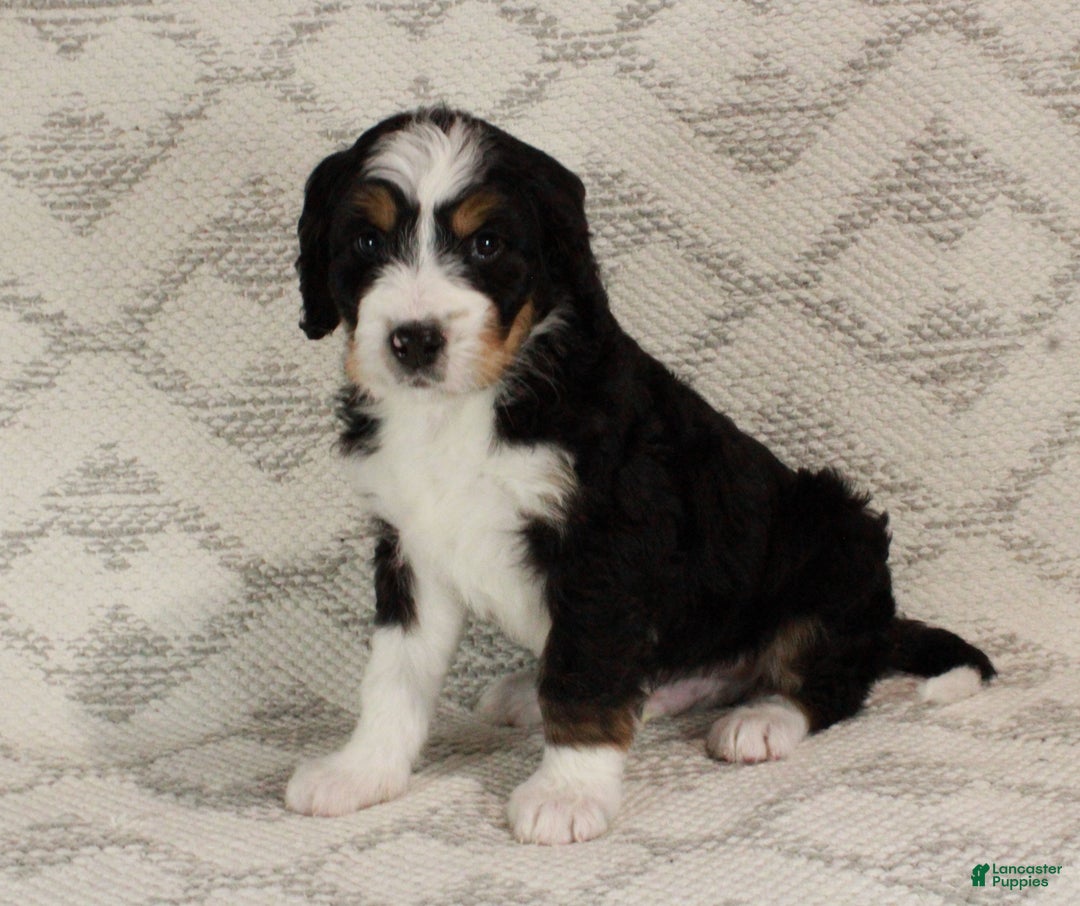 Bernedoodle dogs for sale: Sarge - Ad 8