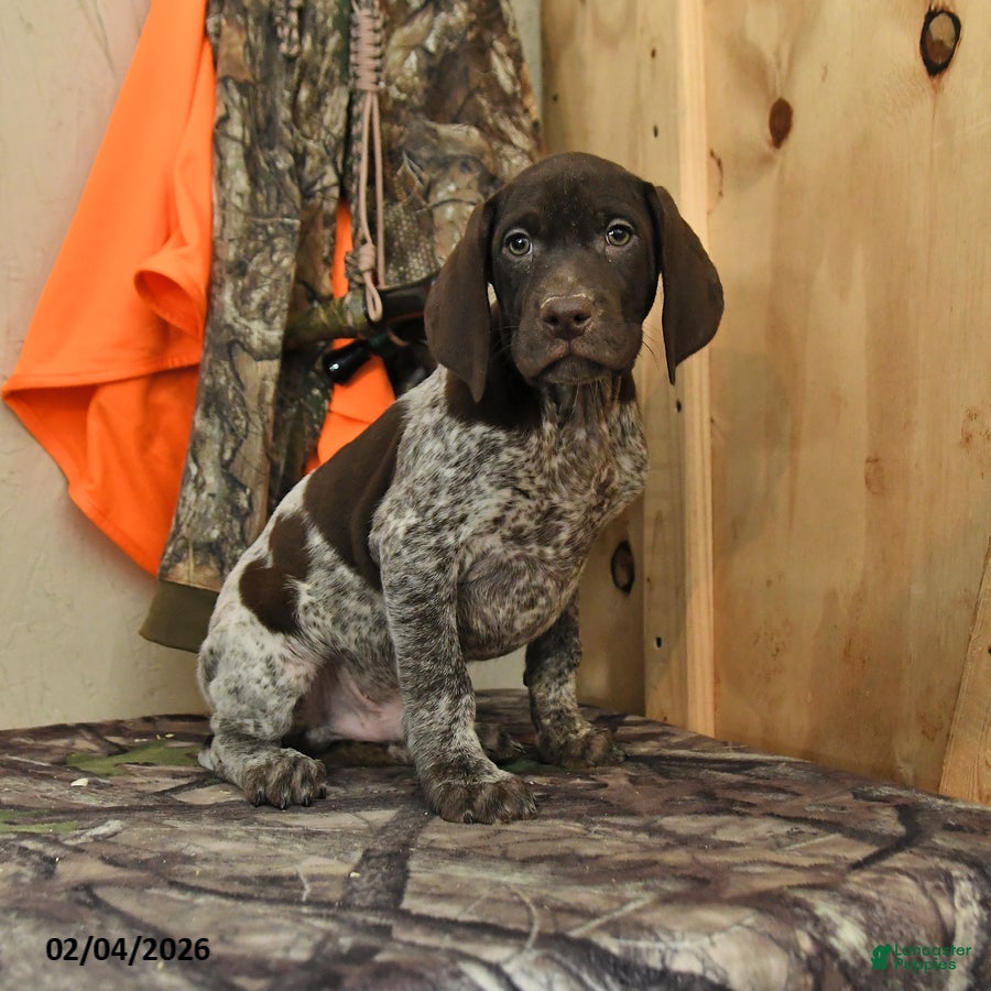 German Shorthaired Pointer dogs Drake - Ad 5