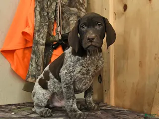 German Shorthaired Pointer dogs Drake - Ad 5