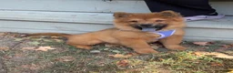 Chow Chow dogs for sale: Brownie - Ad 2