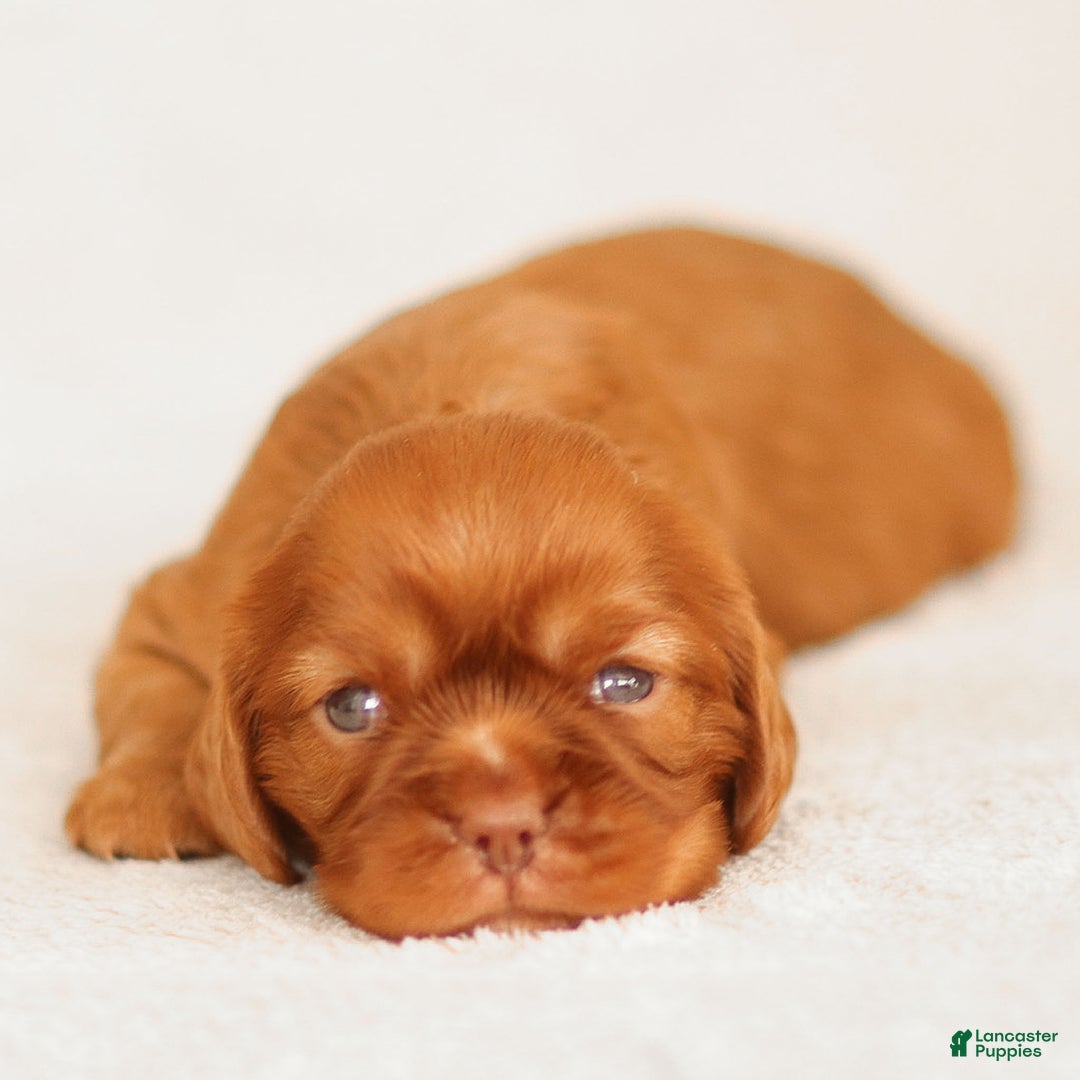 Cavalier King Charles Spaniel dogs for sale: Truce - Ad 3