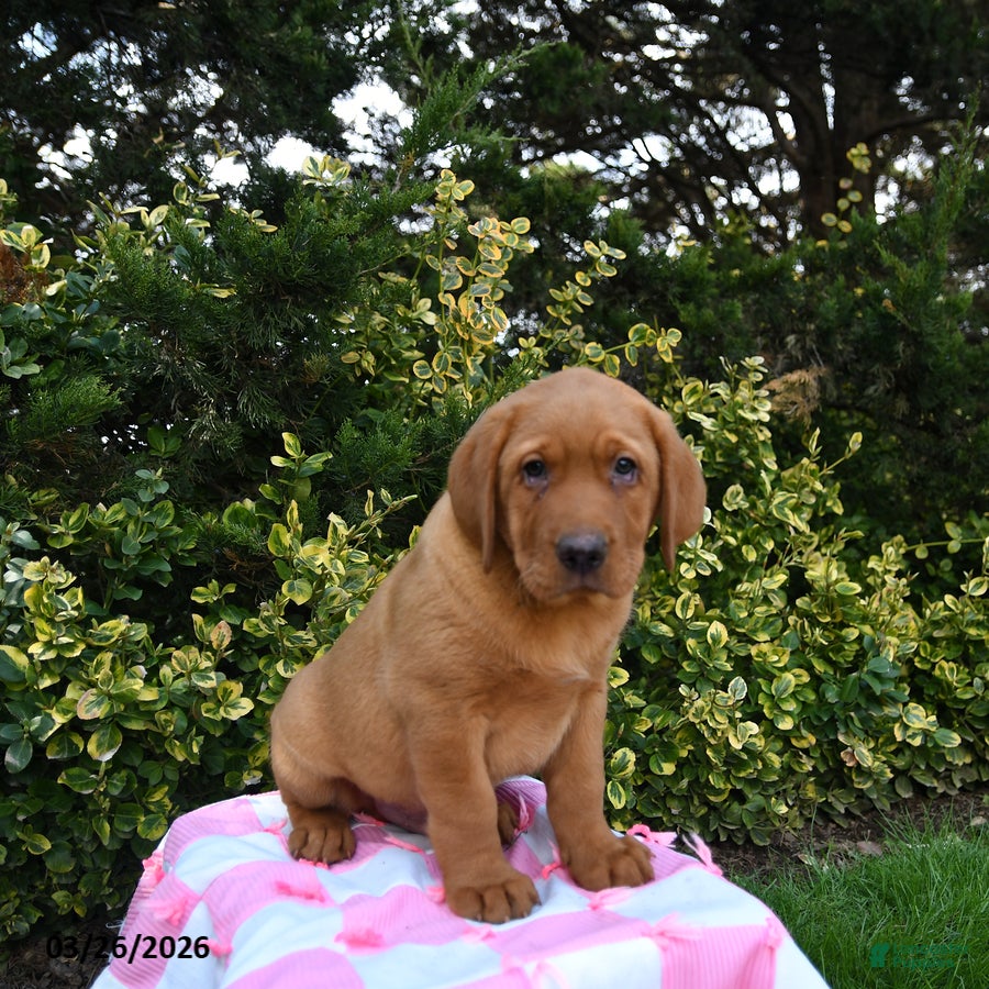 Labrador Retriever dogs Rocky - Ad 2