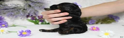 Toy Poodle dogs for sale: Hazel  - Ad 5