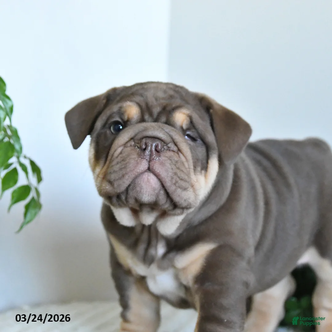 English Bulldog dogs for sale: Tonka Special Needs - Ad 2