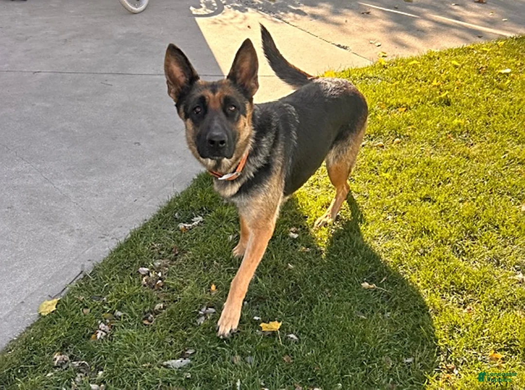 German Shepherd dogs for sale: Stetson - Ad 4