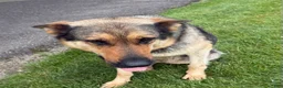 Sheprador dogs for sale: Bear - Ad 5