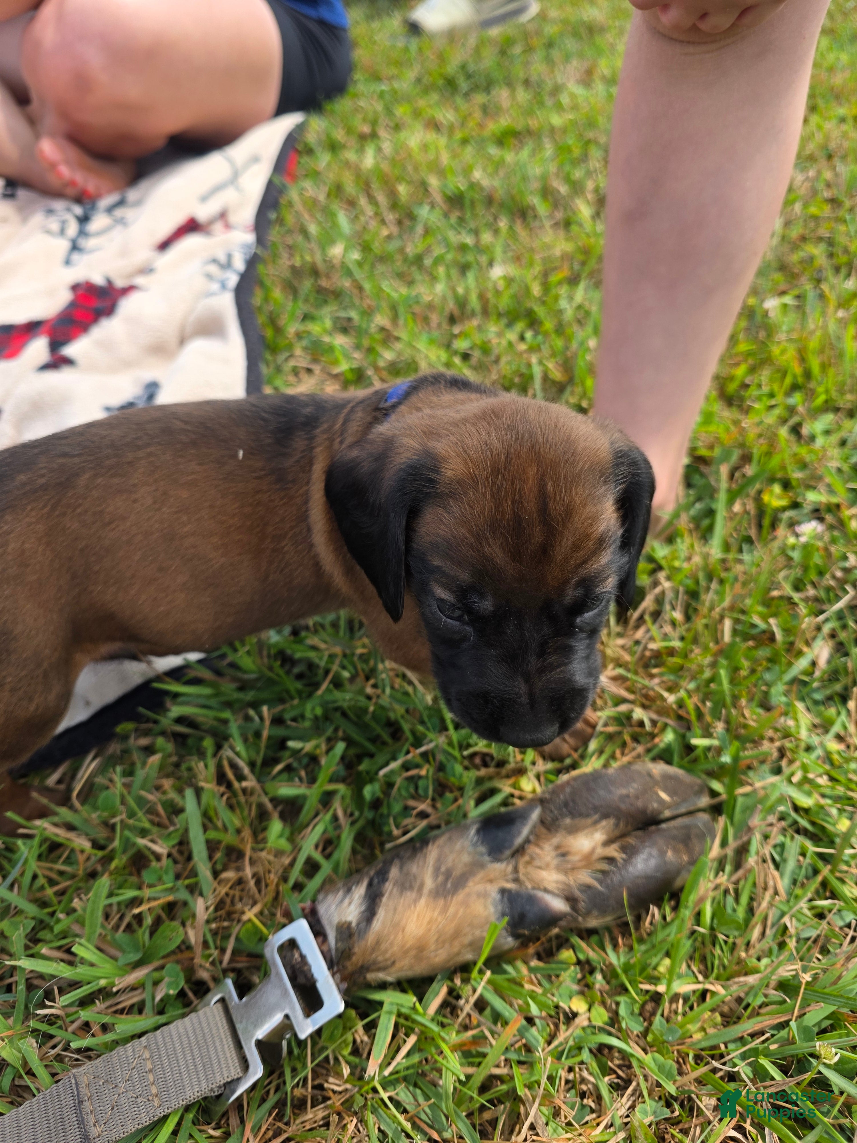 Other breed dogs Bavarian Mountain Scent Hound Black Male Puppy - Ad 12