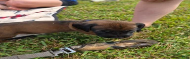 Bavarian Mountain Scent Hound Black Male Puppy
