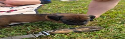 Other breed dogs for sale: Bavarian Mountain Scent Hound Black Male Puppy - Ad 1