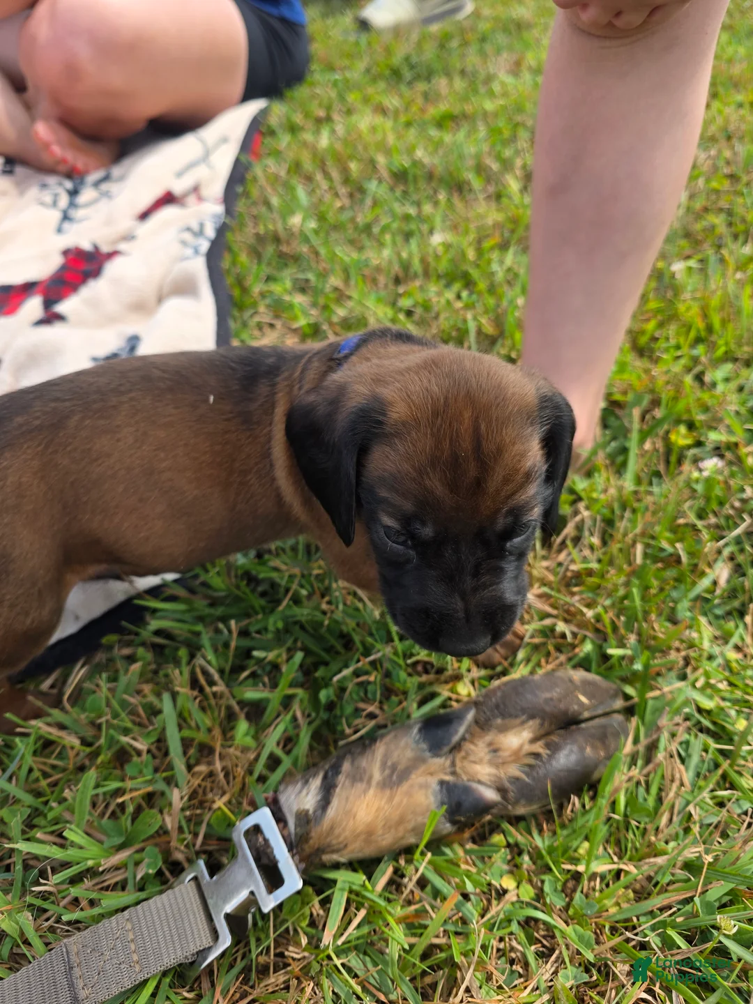 Other breed dogs for sale: Bavarian Mountain Scent Hound Black Male Puppy - Ad 1