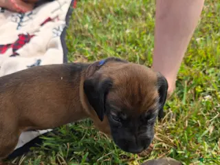 Other breed dogs Bavarian Mountain Scent Hound Black Male Puppy - Ad 13