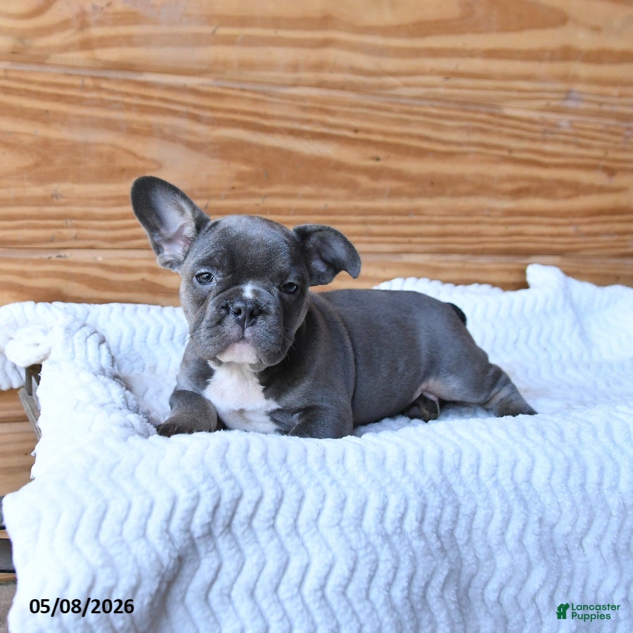 French Bulldog dogs Hippo - Ad 2