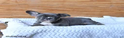 French Bulldog dogs for sale: Hippo - Ad 2