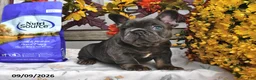 French Bulldog dogs for sale: Winston - Ad 5