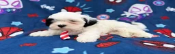 Shih Tzu dogs for sale: Sullivan  - Ad 6