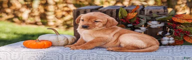 Hazel, Labrador Retriever 