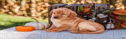 Labrador Retriever dogs for sale: Hazel, Labrador Retriever  - Ad 1