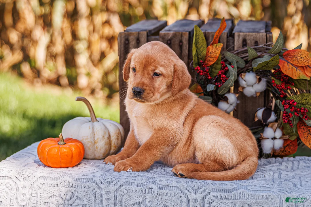 Labrador Retriever dogs for sale: Hazel, Labrador Retriever  - Ad 1