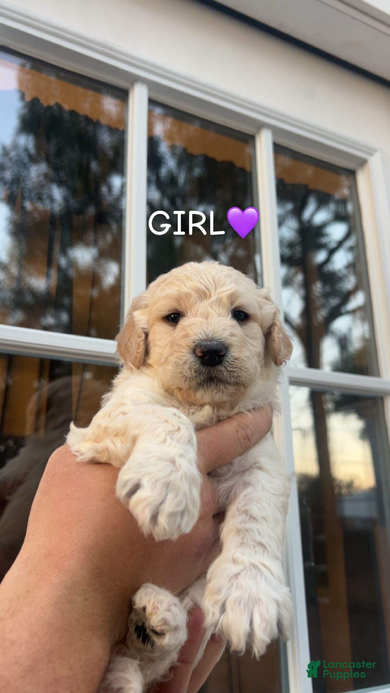Goldendoodle dogs Goldendoodle Puppy 4 - Ad 20