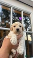Goldendoodle Puppy 4
