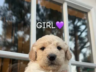 Goldendoodle dogs Goldendoodle Puppy 4 - Ad 12