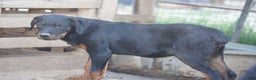 Rottweiler dogs for sale: Raja M2 - Ad 5