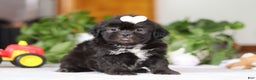Shih Tzu dogs for sale: Emery - Ad 2