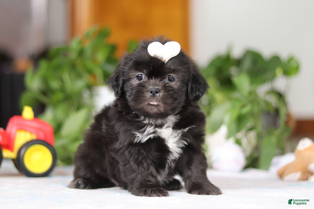 Shih Tzu dogs for sale: Emery - Ad 2
