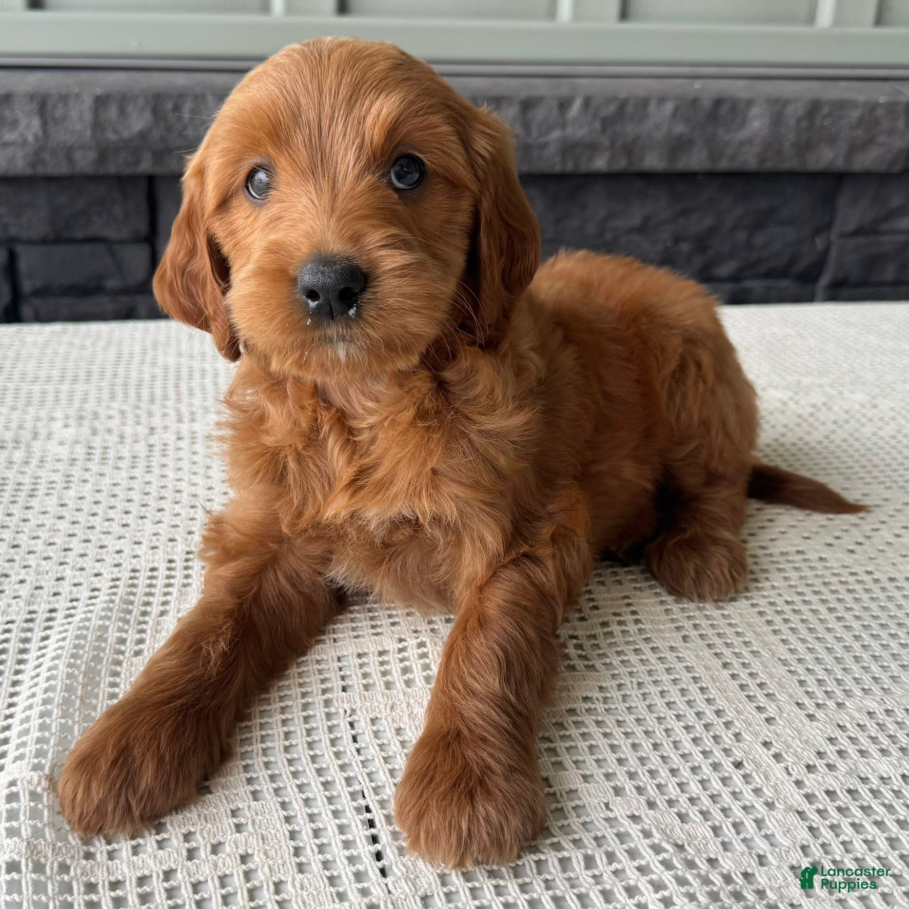 Mixed Breed dogs Cinnamon - Ad 2
