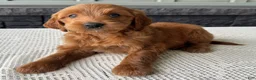 Mixed Breed dogs for sale: Cinnamon - Ad 2