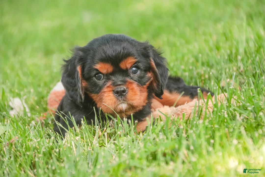 Cavalier King Charles Spaniel dogs for sale: Loki Cavalier King Charles Spaniel - Ad 2