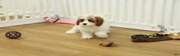 Cavapoo dogs for sale: Madelyn - Ad 4