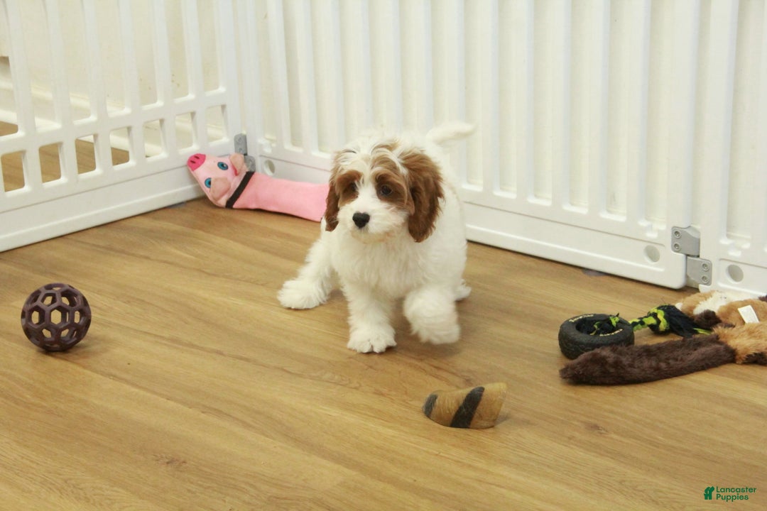 Cavapoo dogs for sale: Madelyn - Ad 4