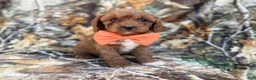 Cavapoo dogs for sale: Nacho - Ad 9
