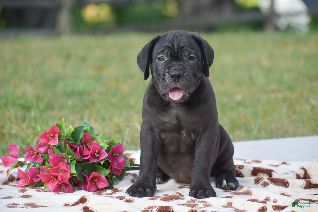 Cane Corso dogs for sale: Rebecca - Ad 2