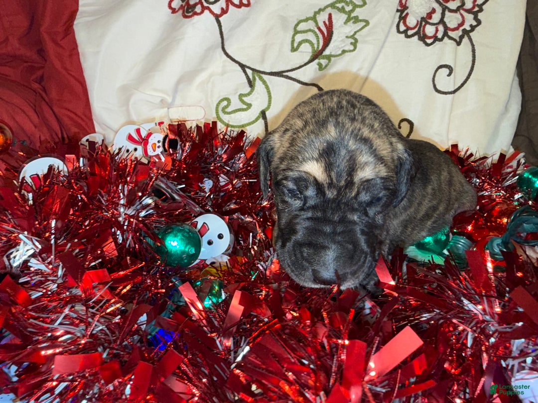 Great Dane dogs for sale: Erica - Ad 2